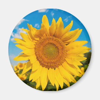 Sunflower Magnet