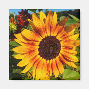 Sunflower Magnet