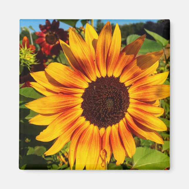Sunflower Magnet (Front)