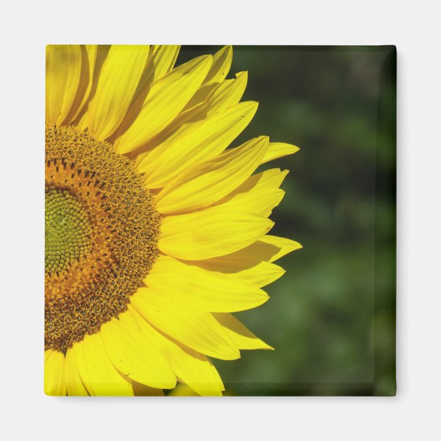 Sunflower Magnet (Front)