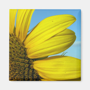 Sunflower Magnet