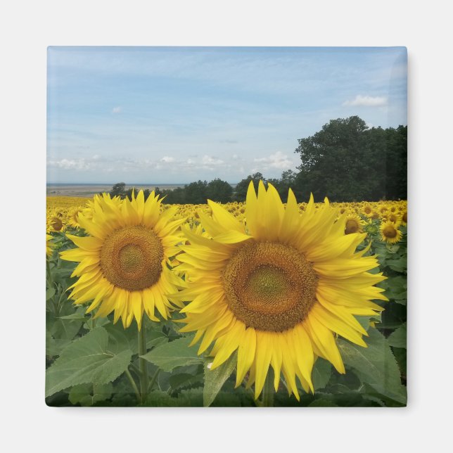 Sunflower Magnet (Front)