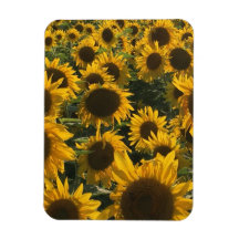 sunflower magnet