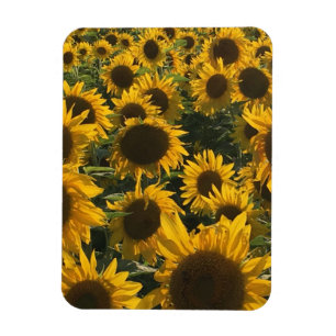 sunflower magnet