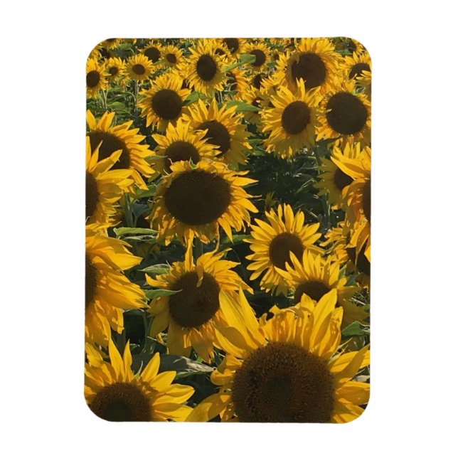 sunflower magnet (Vertical)