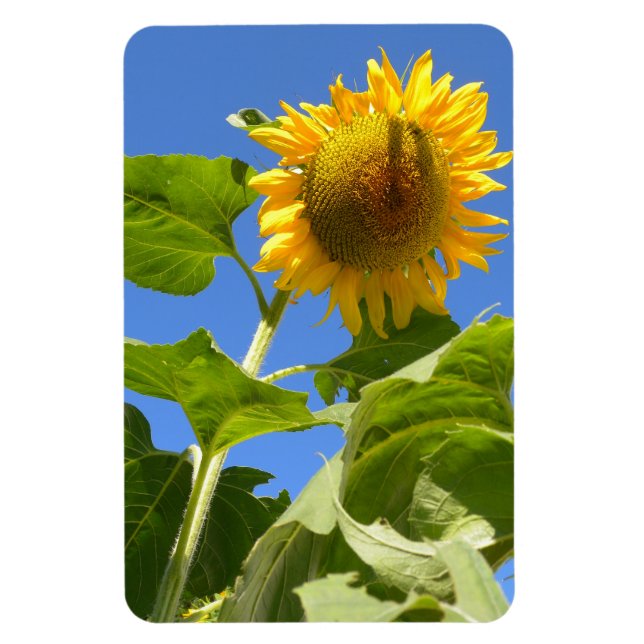 Sunflower Magnet (Vertical)