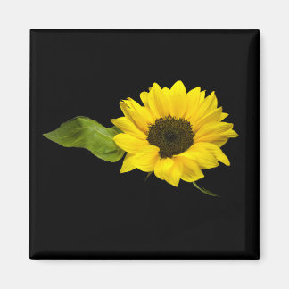 sunflower magnet