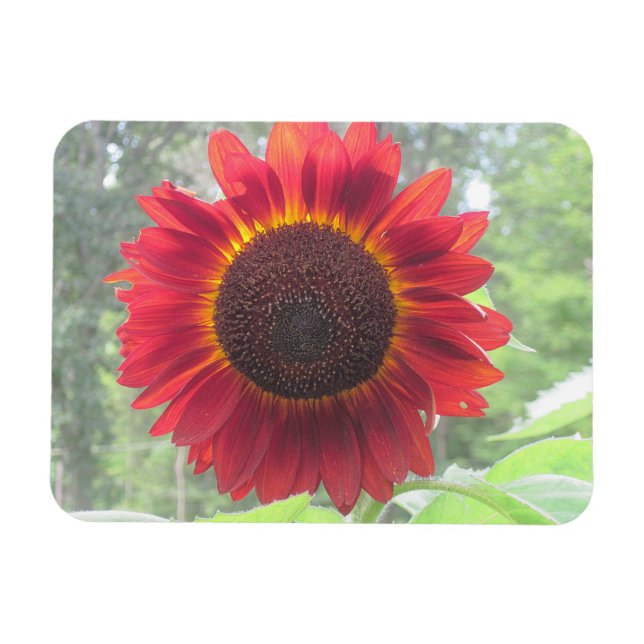 Sunflower Magnet (Horizontal)