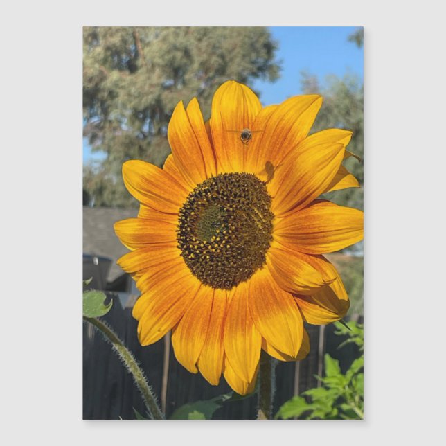 Sunflower Magnetic Card (Front)