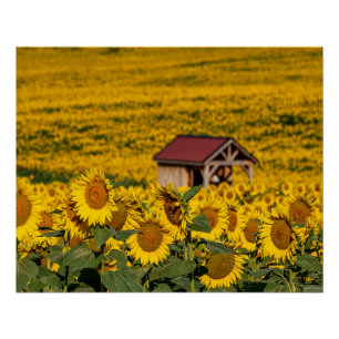 Sunflower Morning Poster