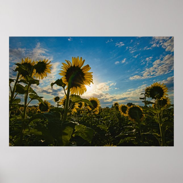 Sunflower Morning Poster (Front)