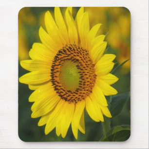 Sunflower Mouse Pad