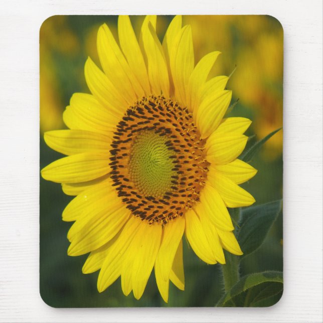 Sunflower Mouse Pad (Front)