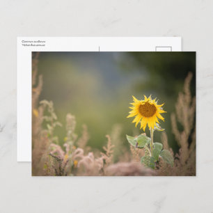Sunflower Nature Photo Postcard