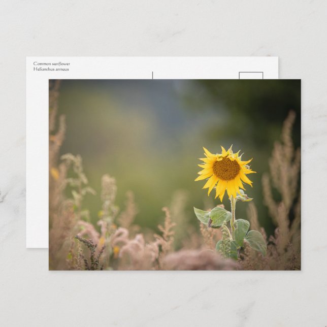 Sunflower Nature Photo Postcard (Front/Back)