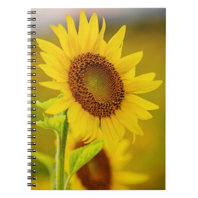 Sunflower Notebook (Front)