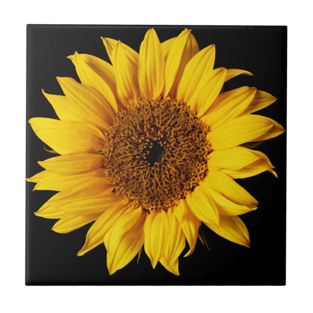 Sunflower on Black Background Tile (Front)