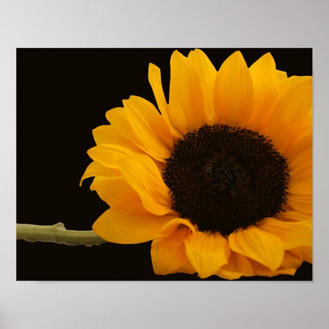 Sunflower on Black Poster (Front)