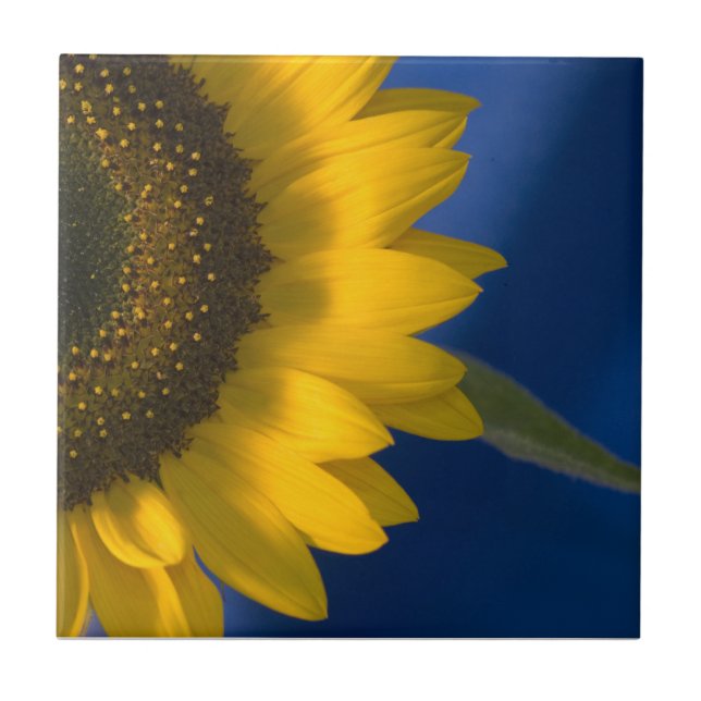 Sunflower on Blue   Ceramic Tile (Front)