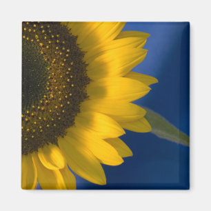 Sunflower on Blue Magnet