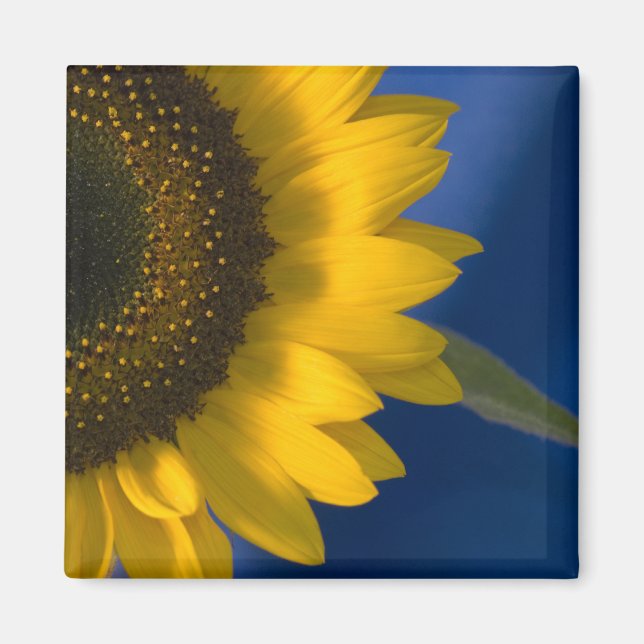 Sunflower on Blue Magnet (Front)