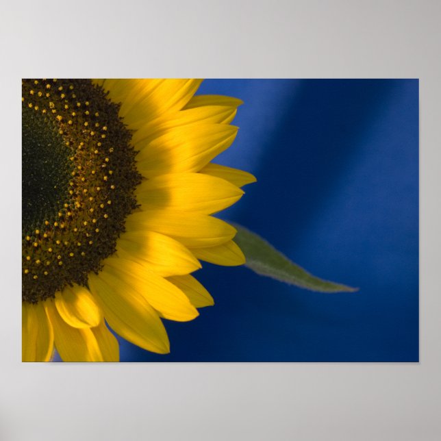 Sunflower on Blue Poster (Front)