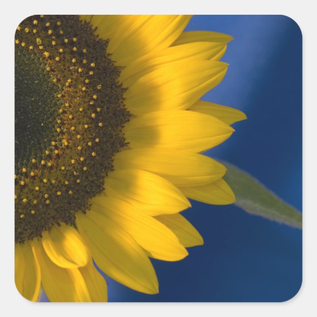 Sunflower on Blue Square Sticker (Front)
