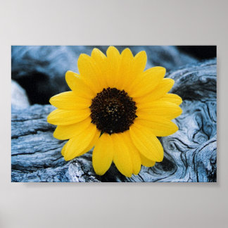 Sunflower on Burled Log Poster