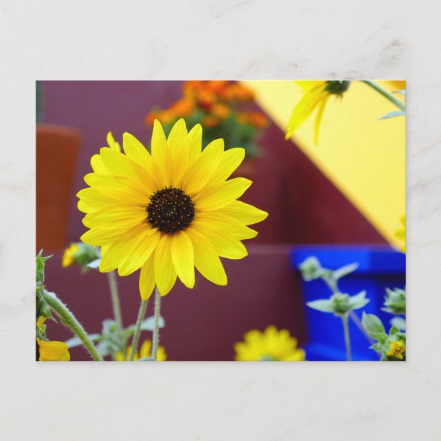 Sunflower on my patio postcard (Front)