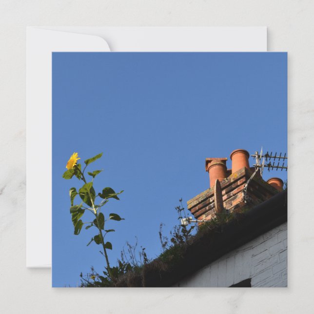 Sunflower on the roof. (Front)