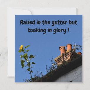Sunflower on the roof.