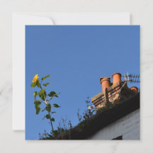 Sunflower on the roof.