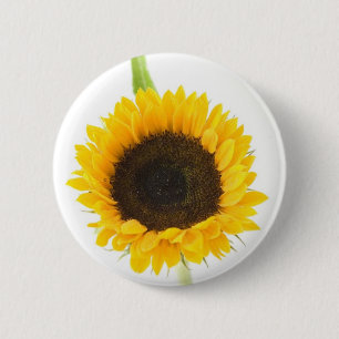 Sunflower On White Background 6 Cm Round Badge