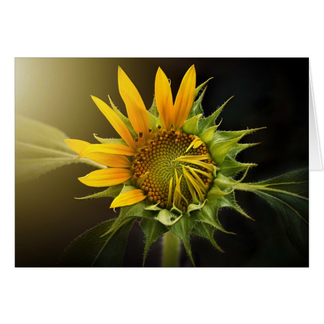 Sunflower Opening in Full Bloom (Front Horizontal)