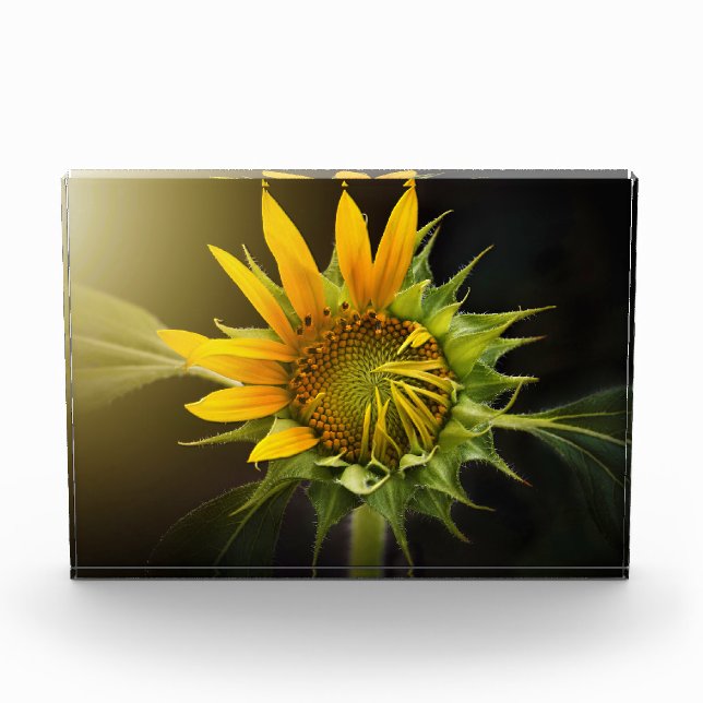 Sunflower Opening in Full Bloom Photo Block (Front)