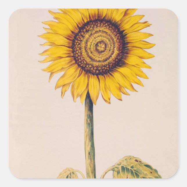 Sunflower or Helianthus Square Sticker (Front)