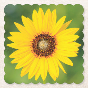 Sunflower Paper Coaster