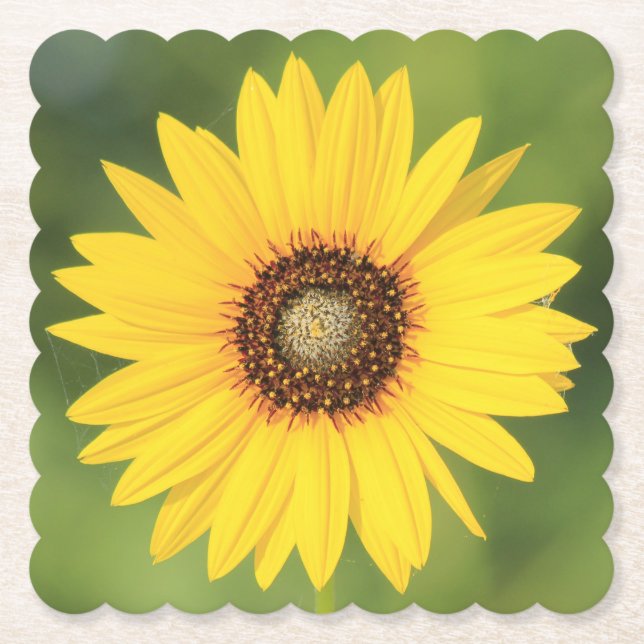 Sunflower Paper Coaster (Front)