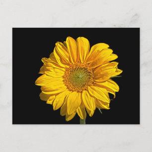 Sunflower pca postcard