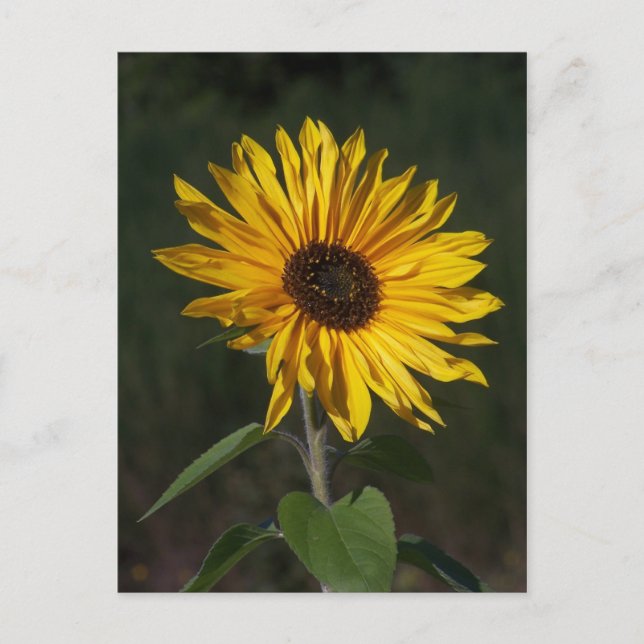 Sunflower Perfect Postcard (Front)