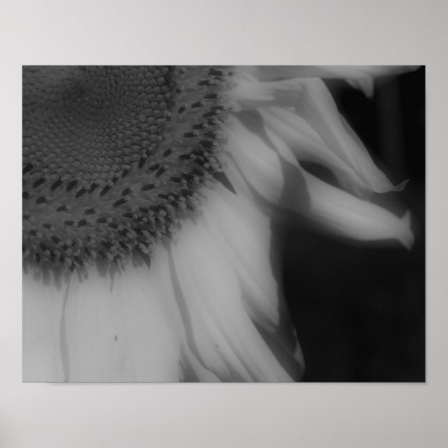 Sunflower Petals Close Up Black And White  Poster (Front)
