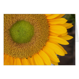 Sunflower Petals Flower Photography Card
