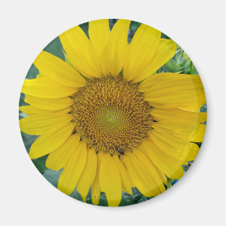 Sunflower photo magnet