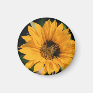 Sunflower Photo Magnet