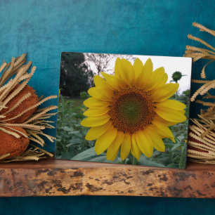 Sunflower Photo Plaque 8x10 with Stand for Display