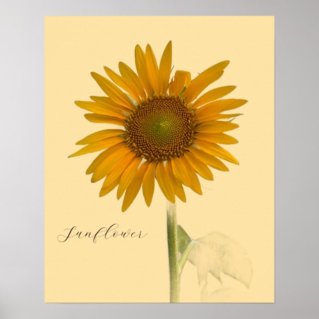 Sunflower Photo Poster  (Front)