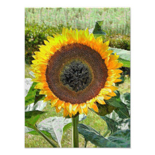 SUNFLOWER PHOTO PRINT