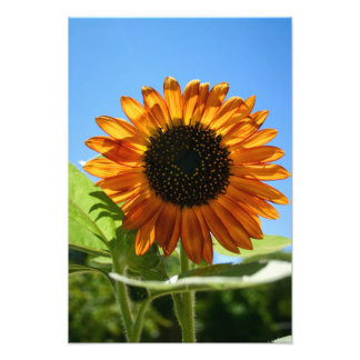 Sunflower Photo Print