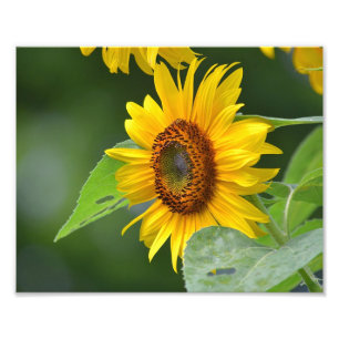 Sunflower Photo Print