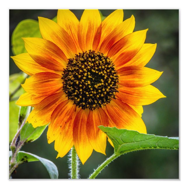 Sunflower Photo Print (Front)